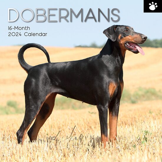Dobermans - 2024 Square Wall Calendar
