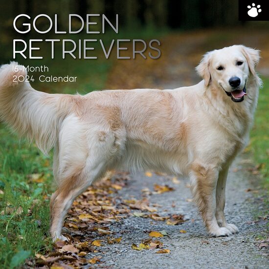 Golden Retrievers - 2024 Square Wall Calendar