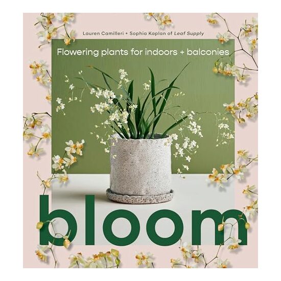Bloom Flowering Plants for Indoors and Balconies