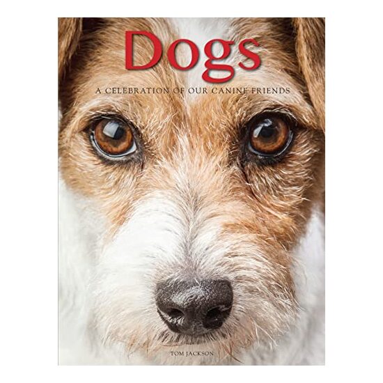 Dogs - Imagine 1
