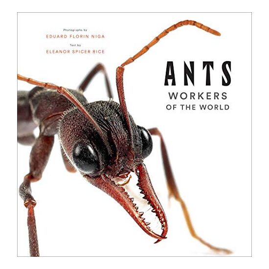 Ants - Imagine 1