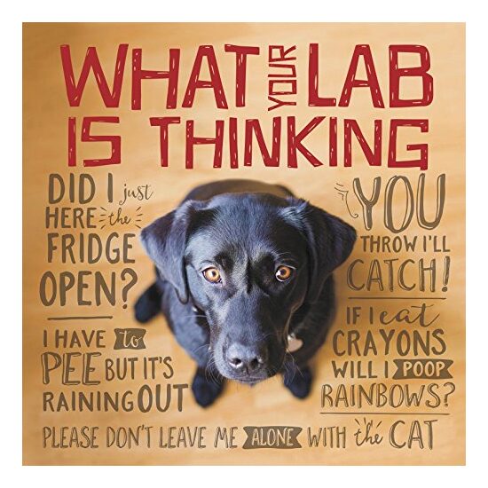 What Your Lab is Thinking - Imagine 1