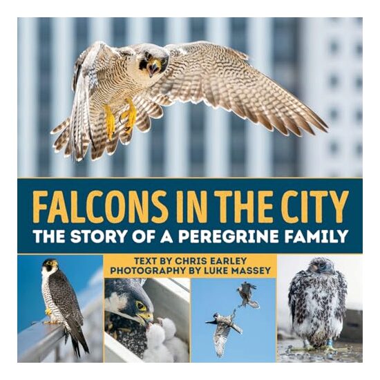 Falcons in the city - Imagine 1