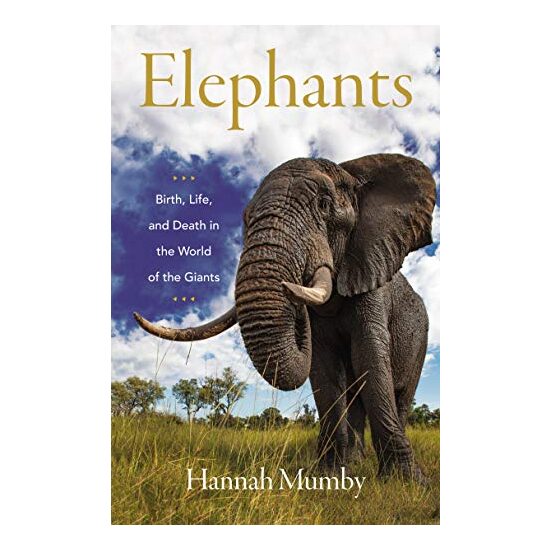 Elephant in the Mirror - Imagine 1