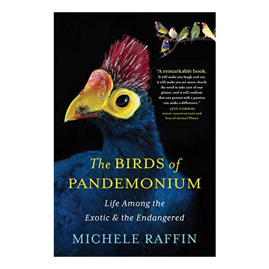 The birds of Pandemonium