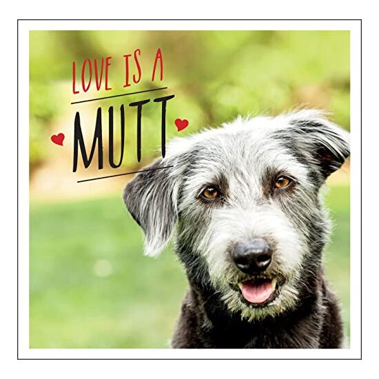 Love Is a Mutt - Imagine 1