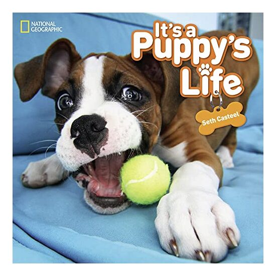 It's a Puppy's Life - Imagine 1