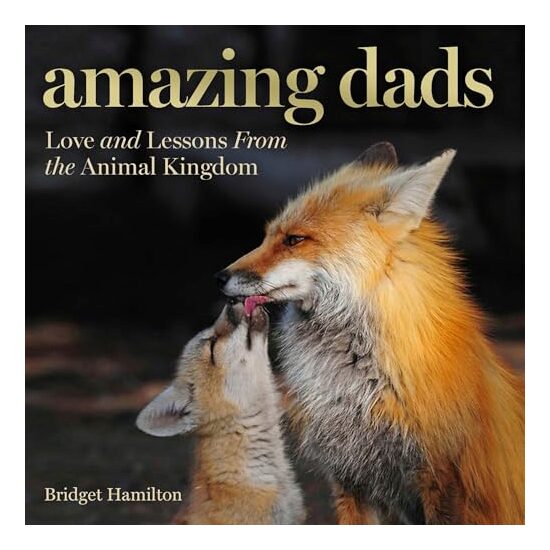 Amazing Dads - Imagine 1