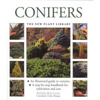 Conifers