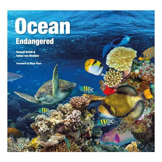 Ocean - Imagine 1