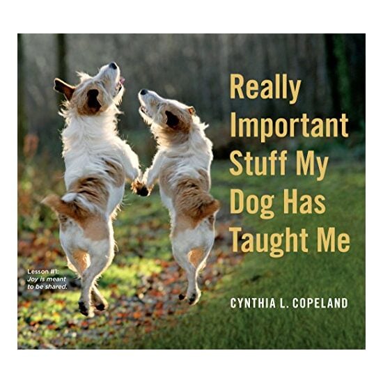 Really important stuff my dog has taught me