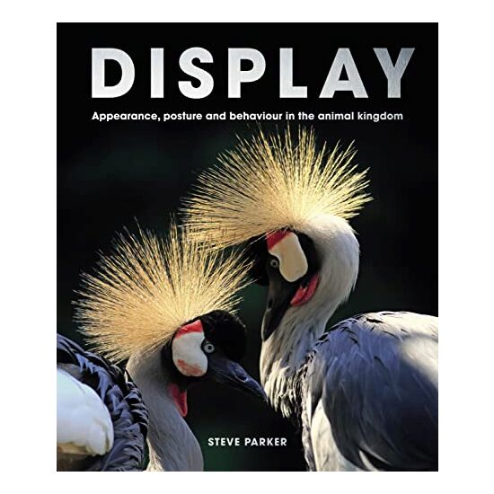 Display - Imagine 1