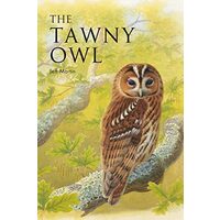 Tawny Owl