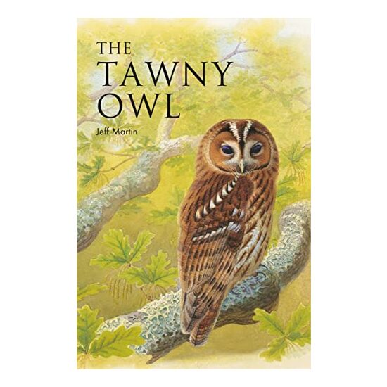 Tawny Owl - Imagine 1