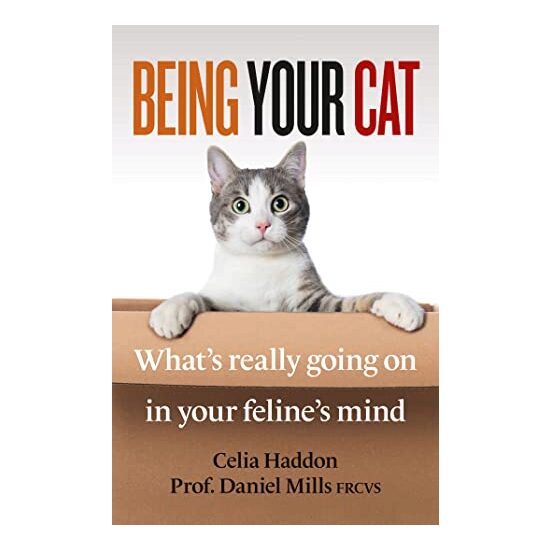 Being Your Cat Inside Your Feline's Mind