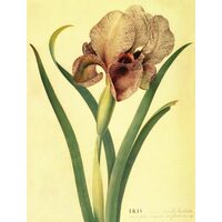 Journal: Irises