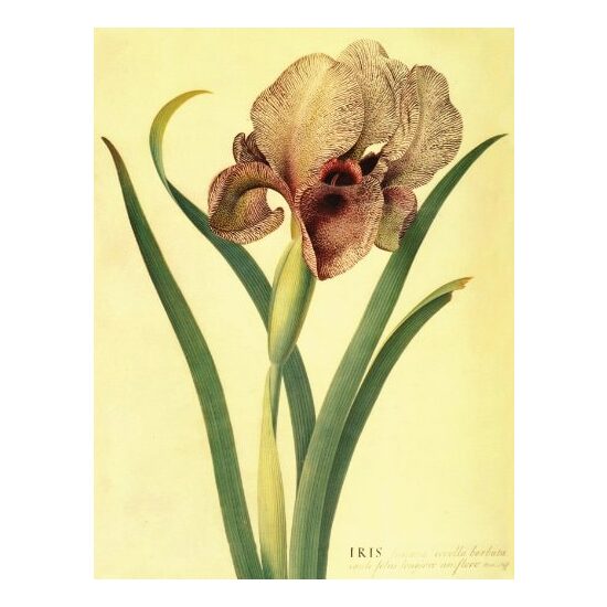 Journal: Irises - Imagine 1