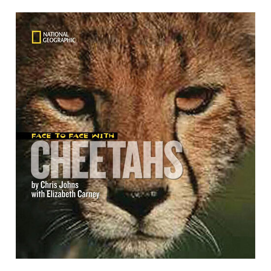Face to face with cheetahs