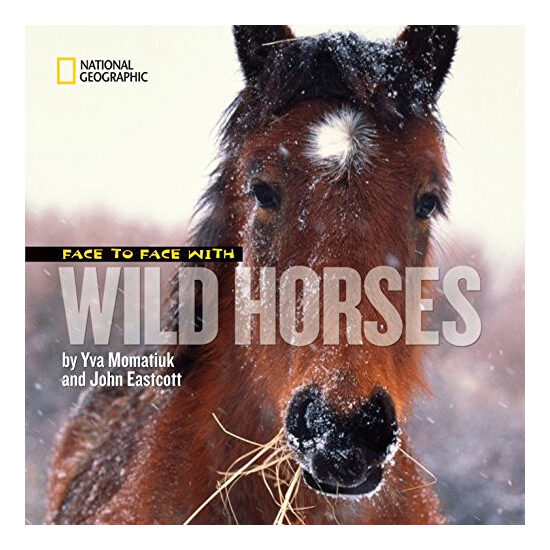 Face to face with wild horses