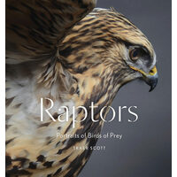 Raptors: portraits of birds of prey