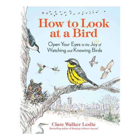 How to look at a bird: open your eyes to the joy of watching and knowing birds