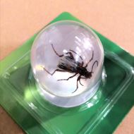 Marble Ball - Bombardier Bug