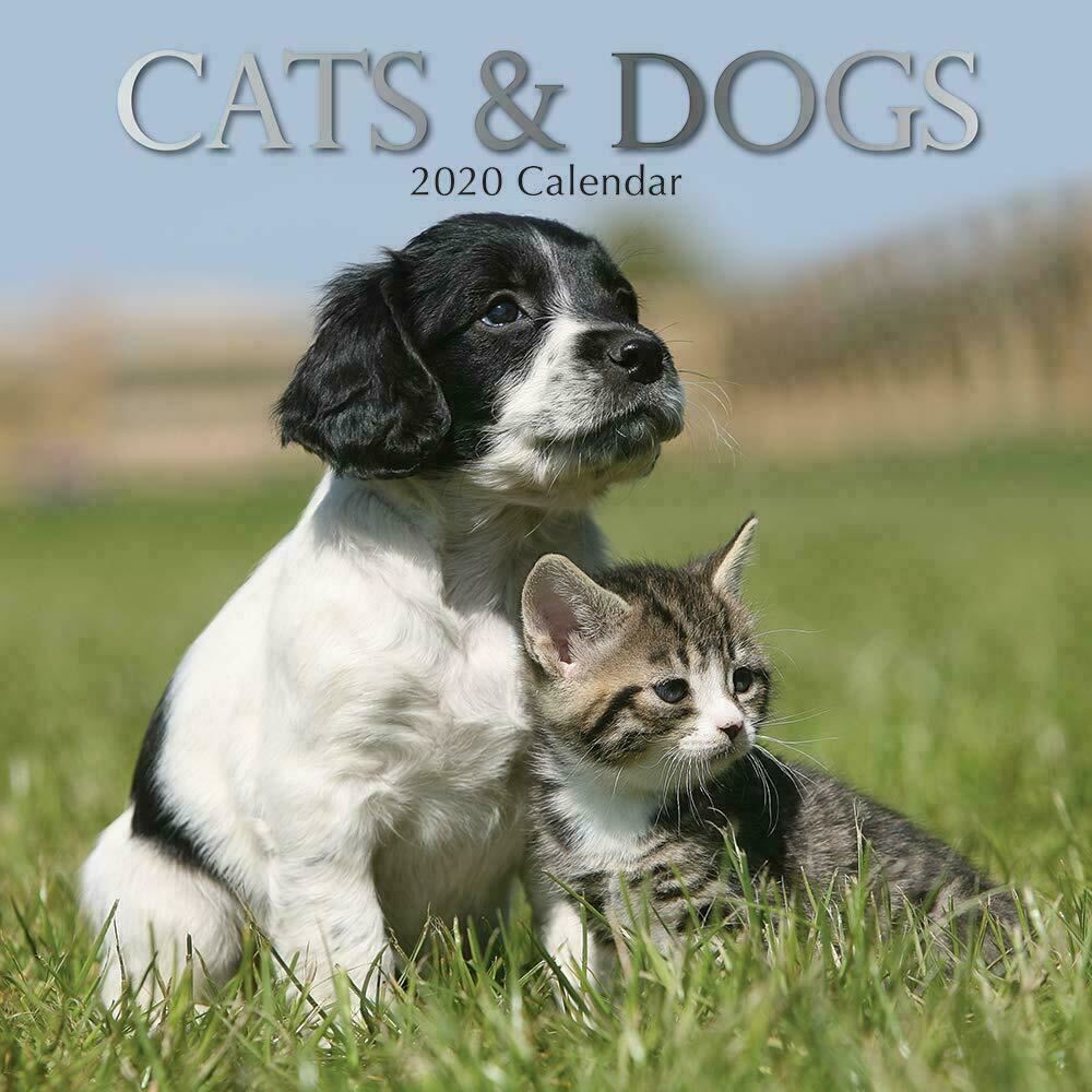 Cats & dogs 2020 square wall calendar