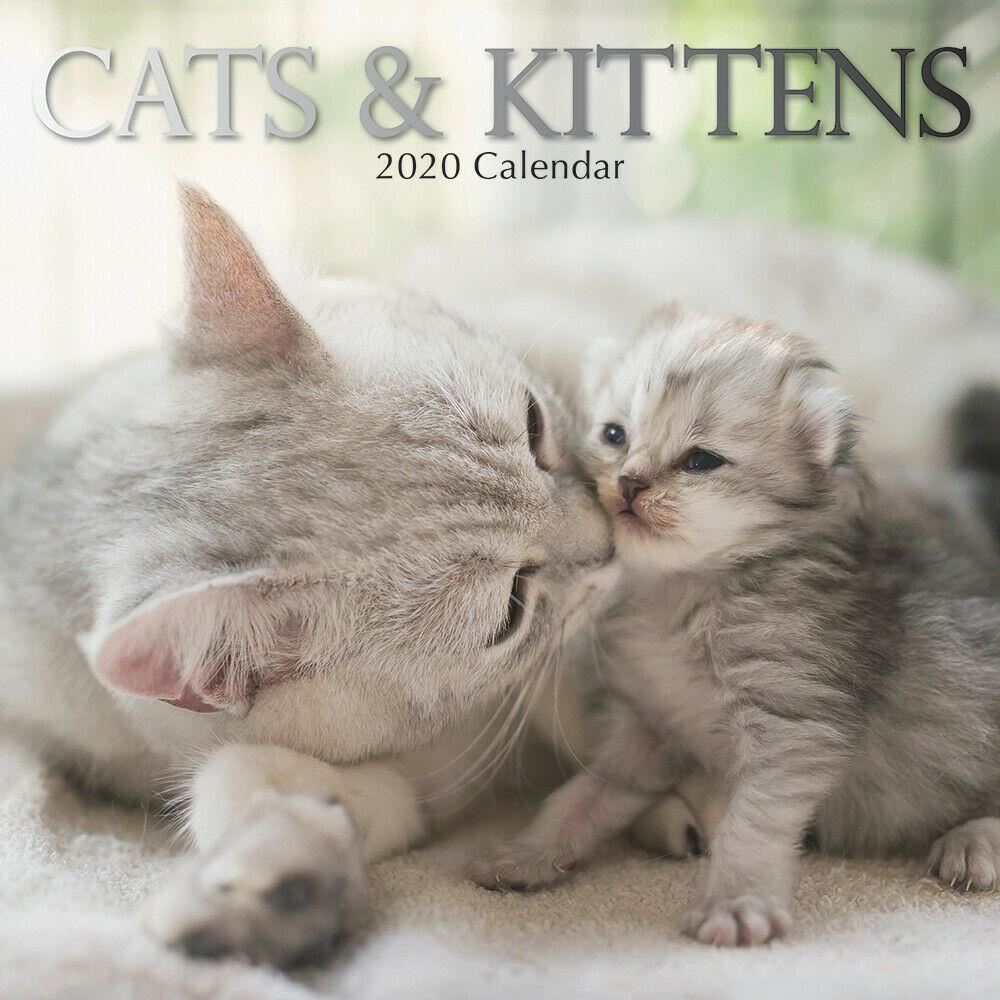 Cats & kittens 2020 square wall calendar
