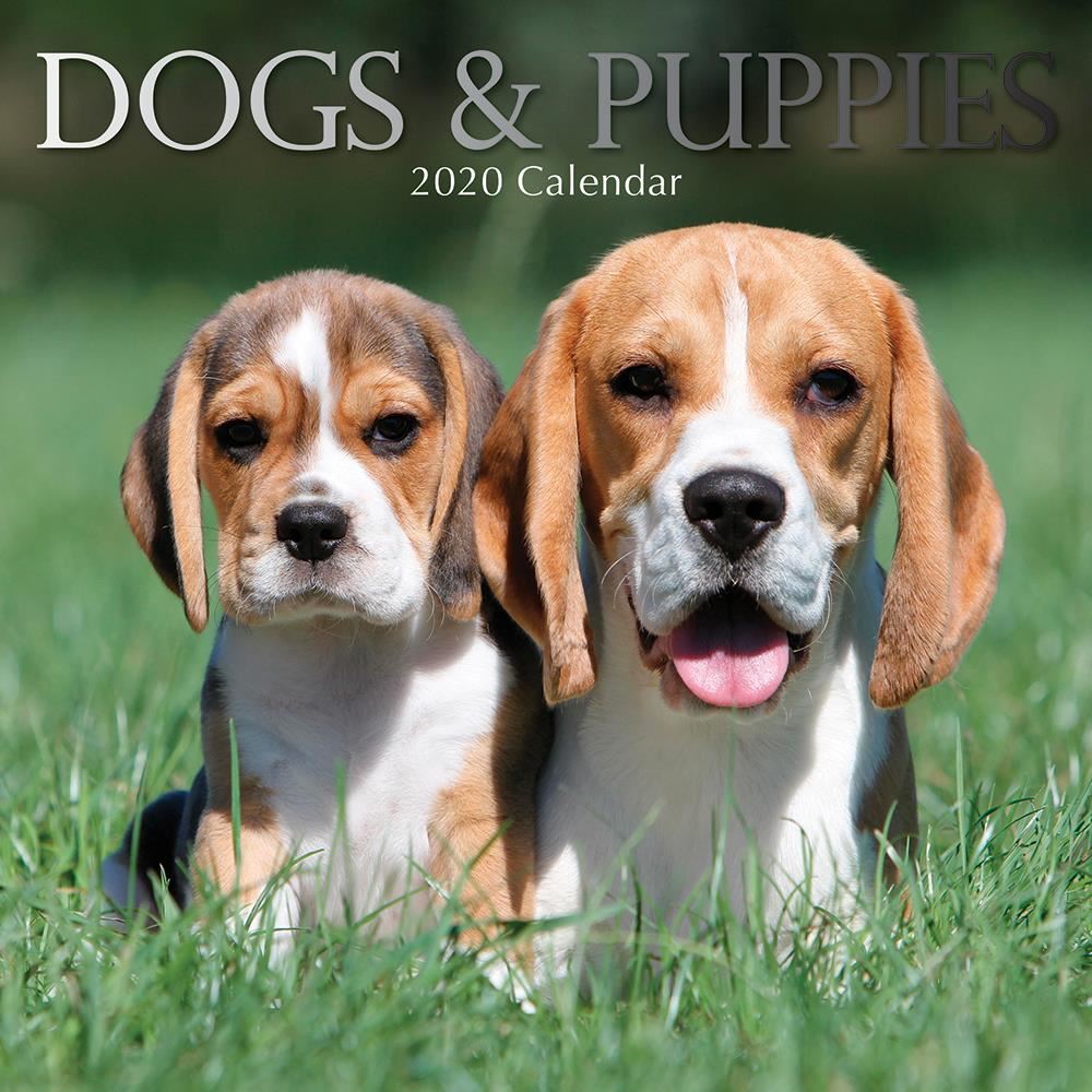 Dogs & puppies 2020 square wall calendar