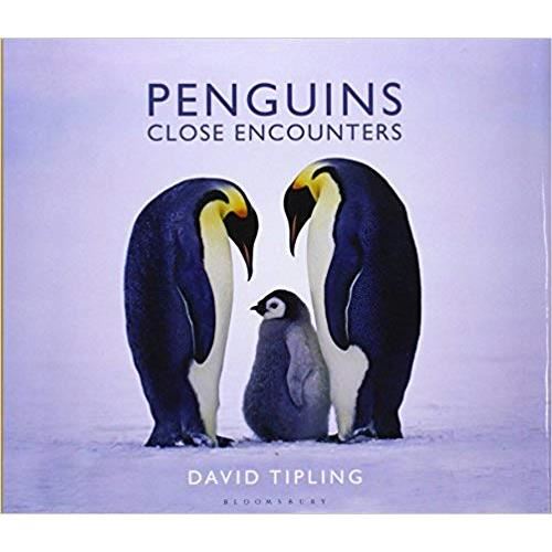 PENGUINS: CLOSE ENCOUNTERS
